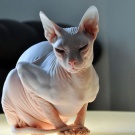 Sphynx cat