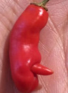 _BoBo4Ka_ Орган моей любви! =) photo 14133266