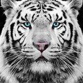 Darius-999