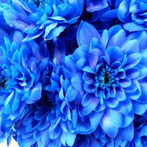 Bush blue chrysanthemum