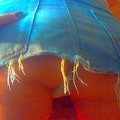 1BECHA1