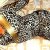 leopardo