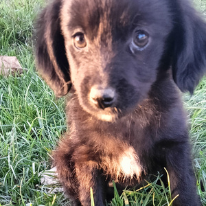 I want a puppy