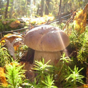 I want to go to the forest for mushrooms