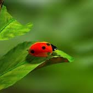 Every person has desires that he does not communicate to others, and desires that he does not admit even to himself.