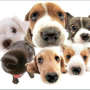 animal shelter,animal shelter