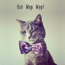 TePlA9_KiTaiSka9_KuRtKA