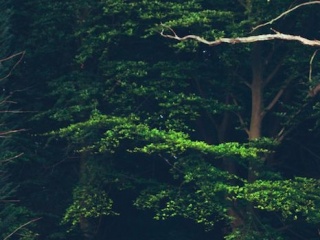 My Photos