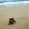 _Tibbers_