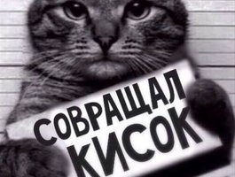 OceanyCat webcam