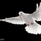 White-Pigeon