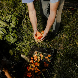 Vegetable Farm
