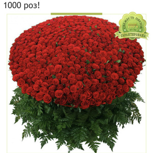 ZLAYAZAYA01 wish list item 2 thumbnail