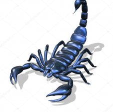 scorpion_25