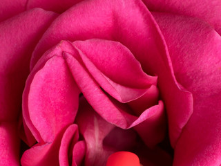 ROSELADY2