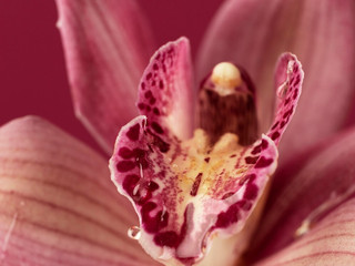 ORCHIDLADY3