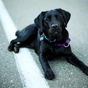 I really want a dog