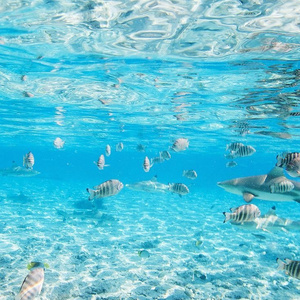 ocean