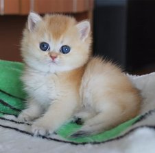 Jora_Kornev