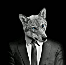 Grey_Wolf