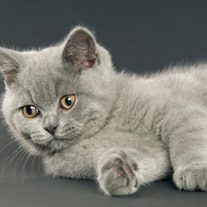 A kitten