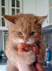 Red-_-Cat My Photos photo 11031241