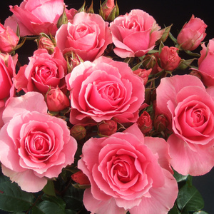 Delicate bouquet of roses))