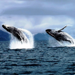 whales