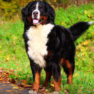 My dog