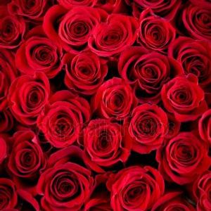 roses