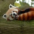 SirPandaBongs