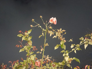 ༘˚⋆𐙚｡⋆𖦹.✧˚