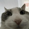 Meowrizio