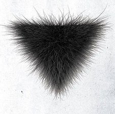 Hairybushy