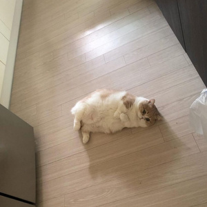 кот