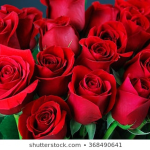 i want see everyday rose