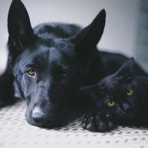 Dog and cat