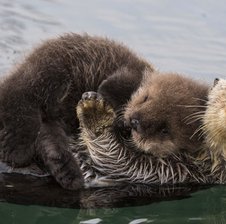 Otteriguesss