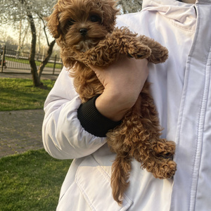 Puppy