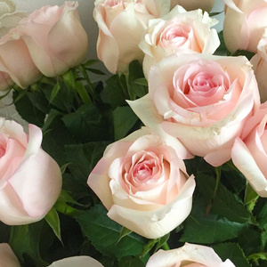 Roses are my love