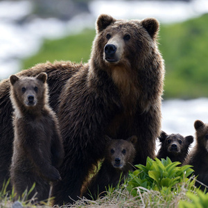 A trip to Kamchatka to the nature reserve with bears