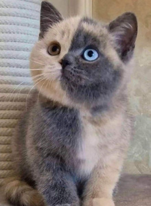 DELAFER chats photo 11885398