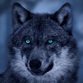 Volf-58