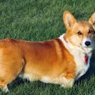 Buy a corgi and name it Sean