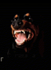 Zloy_Doberman My Photos photo 13545320