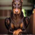 Tvoy_Doberman