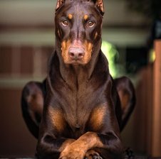 Zloy_Doberman