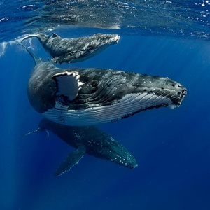 Мечта жизни, киты! Dream of a lifetime, whales!
