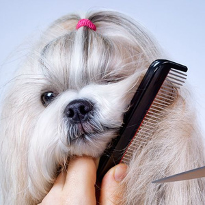 Open a animal Grooming saloon