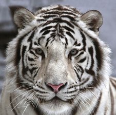 -White_Tiger-